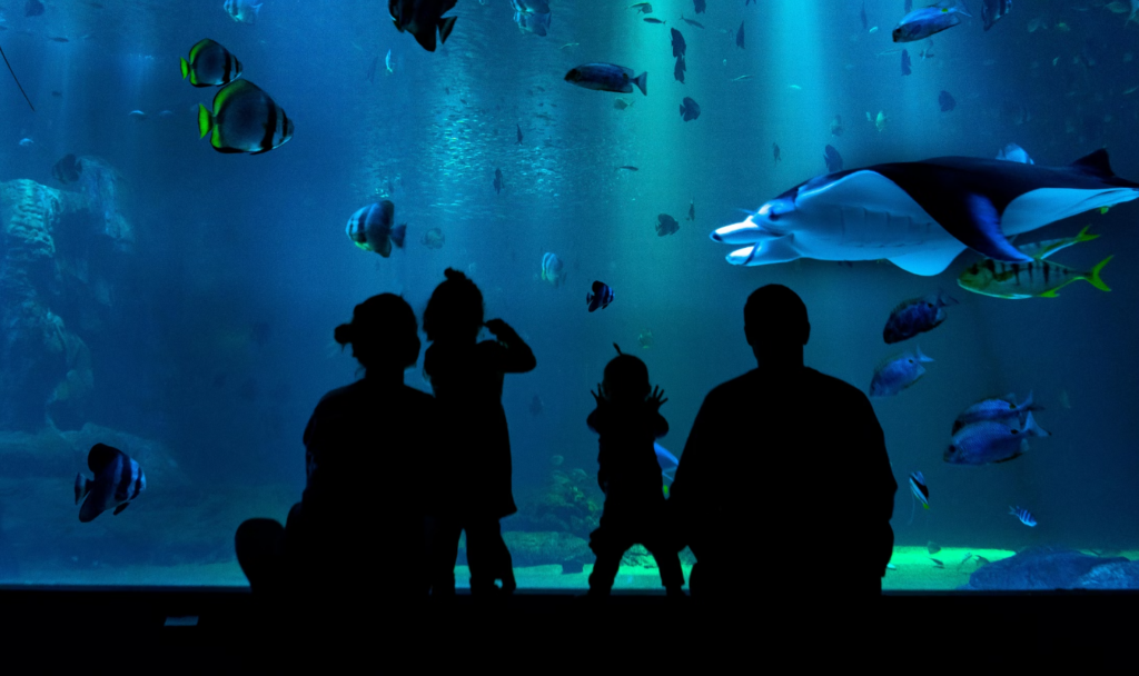 6 Major Uses For Digital Signage In Zoos And Aquariums - Onsign Tv 